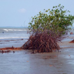 Mangrove against waves, Estuary of Rio Tumbes, Peru. Photo Credit, Bruno Locatelli/CIFOR/Flickr/Creative Commons