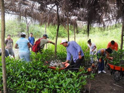 preparandose para la reforestacion de mangle rojo el bluff raas ml.jpg